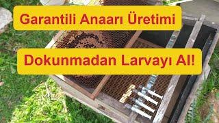 Kraliçe Üretimi Enjektör Yöntemi #Ali Şekerli #arıcılık #beekeeping #beekeeper #anaari