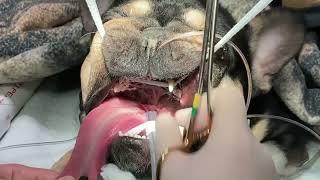 Temporary palatopexy procedure for brachycephalic obstructive airway crisis in dogs