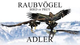 Raubvögel - Adler (2012) [Dokumentation] | Film (deutsch)