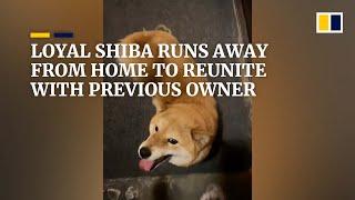 Loyal Shiba Inu runs away from new owner to reunite with previous owner