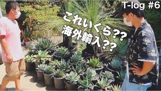 アガベ専門店『T Plants Labo』に潜入!!(新メンバーIGUちゃんのお店)