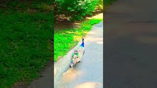 One day we were walking with a peacock in the zoo #peacock #animals #nature #cute