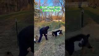 These goats are ready to fight! #shorts #goats #funnyvideos #funny #cram #familyfun