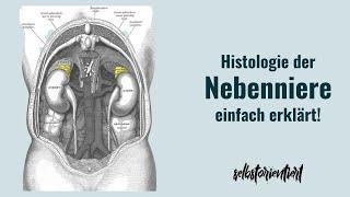 Histologie der Nebenniere einfach erklärt! - Cortex & Medulla | Nebennierenrinde | Nebennierenmark