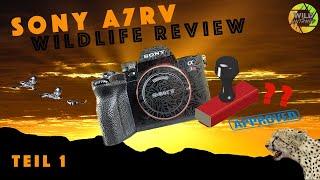 REVIEW SONY A7RV für Wildlife - Teil 1