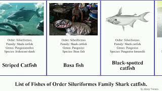 Fishes of Order Siluriformes Family Sharkcatfish pangasius indicus Pangasianodon Pangasius djambal