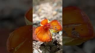 “The one who waters will himself be watered.” Proverbs 11:25 #mushlove #mycelium #lionsmane #fungi
