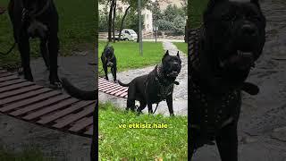 Dünyadaki En Tehlikeli 3 Köpek Cinsi