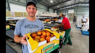 Tomato farming using new technologies to compete