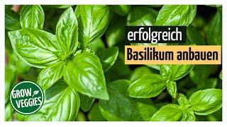 Basilikum erfolgreich anbauen | Basil im Garten @Gartengemüsekiosk