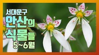 서대문구 안산의 식물｜5-6월