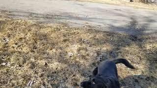 Sooki ball