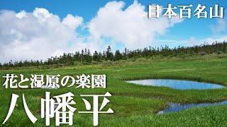 【八幡平】花と湿原の楽園を歩く！【日本百名山】