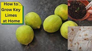 How to Grow Key Limes at Home