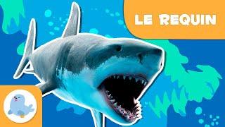 Le requin  Les animaux pour enfants 