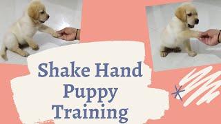 Shake hand puppy training | How to train dog | Chiku BhuBhu - The Labrador Retriever - #Shorts