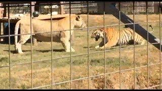 Male TigonVS Female Bengal Tiger