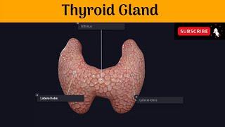 Thyroid Gland |Parts| Relations| Blood supply|Microscopic structure | Development | Clinical Anatomy