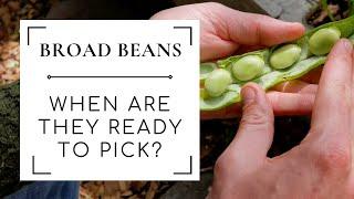 Harvesting Broad Beans - How to tell when broad beans are ready to pick