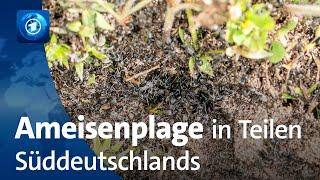 Plage: Invasive Ameisen in Baden-Württemberg