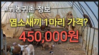 염소새끼 1마리 가격은? 450,000원(24.10.10일.시세)   #귀농귀촌정보 #염소시세 #염소탕맛집