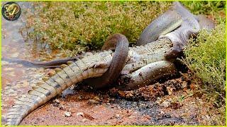 Tragic End! When Crocodiles Messed With Wrong Opponents | Animal Fighting