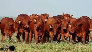 Majesto Beefmasters Production Auction - Heifers HR