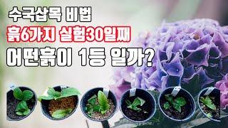 수국 삽목 비법, 수국 삽목시기,6가지흙에 삽목한수국 30일째 그결과 공개/ 장마철 삽목을 해야하는 이유/장미허브 삽목과 키우는 방법