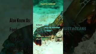 "Meet the Majestic Animals | Animal Name, Facts, and More | YouTube Shorts" #ZB40 #ZoomorphicBytes