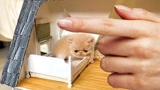 What Happened with the Smallest Rescued Kitten? Building a New house for cat