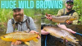 Fishing For Huge Brown Trout | Michigan Stream Fishing