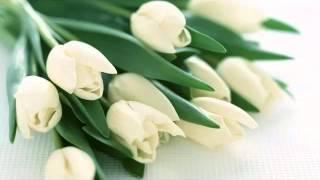 White Tulips Bouquet | Picture Set Of Beautiful Folwers