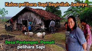 Desa Pantangan dan Pemali Pelihara Sapi sejak dulu,mitos unik terpencil pedalaman hutan Bojonegoro.