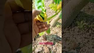 All time jackfruit plant #fruittrees #farming #shortvideo #