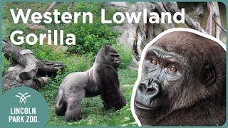 Interesting Gorilla Facts  Western lowland gorilla fun facts