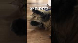 고양이 키우면 좋은 점