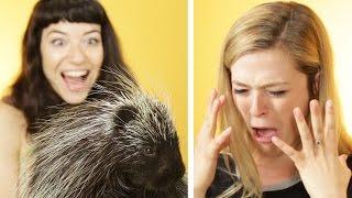 Animal Lovers Get Surprised With Porcupines