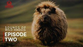 Sounds of The Haggis Animal | Wild Haggis Sounds Episode Two