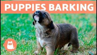 The Best PUPPIES BARKING COMPILATION   Cute and Adorable Puppy Barks!