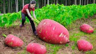 October Harvest Season - Harvesting Red Radish Goes to Market Sell | Ella Daily Life