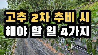 고추농사 성공 할려면 2차 추비 시 해야 할 일 4가지!!! (2024.6.15)(#2차추비,#담배나방,#진딧물,#총체벌레,#병충해방제,#곁순제거,#줄띄우기)