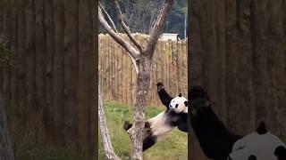 Amazing Move #funny #shorts #panda #fyp #viralvideo #pandalove #pandacute #cuteanimals #funnyvideo