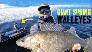 Fishing for GIANT Spring Walleyes in ICY Water!