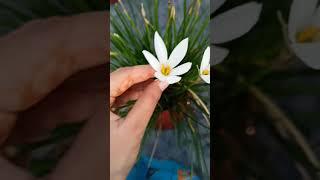 How to collect White Kesar in white Kesar flower