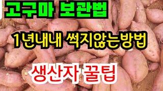 고구마 보관법 (1년내내 썩지않게 보관하는 방법) 생산자가 알려주는 팁. #고구마 보관하는 방법