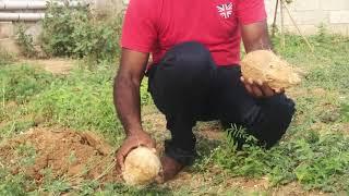 Ground water divining in Hindi using coconut and Egg