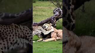 Record cute animals #AnimalWorld