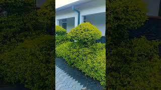 Board plants Landscaping