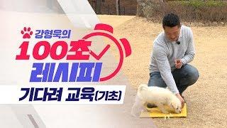 강아지 ‘기다려 교육’ 기초 편｜강형욱의 100초 레시피