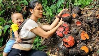FULL VIDEO: 120 days of harvesting brown tubers, bamboo shoots, and bananas to sell at the market